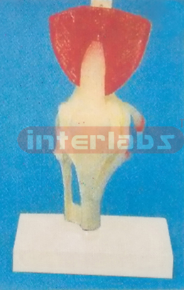 ADULT LONG KNEE JOINT TUNCTION MODEL WITH MUSCLE